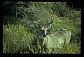 10065-00265-Whitetail Deer.jpg