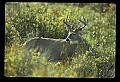 10065-00266-Whitetail Deer.jpg