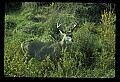 10065-00269-Whitetail Deer.jpg