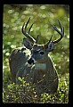 10065-00270-Whitetail Deer.jpg