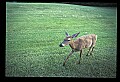10065-00271-Whitetail Deer.jpg
