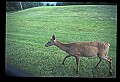 10065-00272-Whitetail Deer.jpg