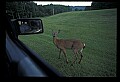 10065-00273-Whitetail Deer.jpg