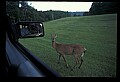 10065-00274-Whitetail Deer.jpg