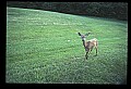 10065-00277-Whitetail Deer.jpg