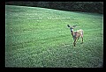 10065-00278-Whitetail Deer.jpg