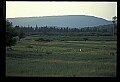10065-00280-Whitetail Deer.jpg