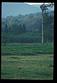 10065-00281-Whitetail Deer.jpg