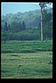 10065-00282-Whitetail Deer.jpg