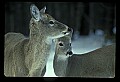 10065-00285-Whitetail Deer.jpg