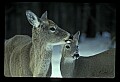 10065-00286-Whitetail Deer.jpg