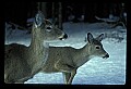 10065-00287-Whitetail Deer.jpg