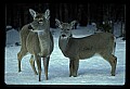 10065-00288-Whitetail Deer.jpg