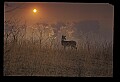 10065-00289-Whitetail Deer.jpg