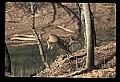 10065-00291-Whitetail Deer.jpg