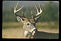 10065-00294-Whitetail Deer.jpg