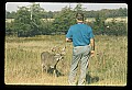 10065-00297-Whitetail Deer.jpg