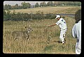 10065-00300-Whitetail Deer.jpg