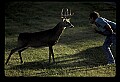 10065-00302-Whitetail Deer.jpg