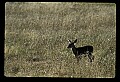 10065-00308-Whitetail Deer.jpg
