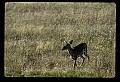 10065-00309-Whitetail Deer.jpg