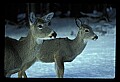 10065-00310-Whitetail Deer.jpg