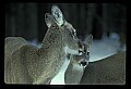 10065-00313-Whitetail Deer.jpg