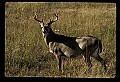 10065-00314-Whitetail Deer.jpg