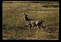 10065-00316-Whitetail Deer.jpg