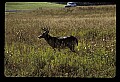10065-00317-Whitetail Deer.jpg