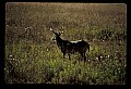 10065-00318-Whitetail Deer.jpg
