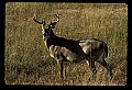 10065-00319-Whitetail Deer.jpg