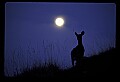 10065-00320-Whitetail Deer.jpg