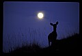 10065-00321-Whitetail Deer.jpg