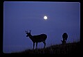 10065-00322-Whitetail Deer.jpg