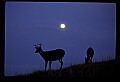 10065-00323-Whitetail Deer.jpg
