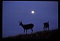 10065-00324-Whitetail Deer.jpg