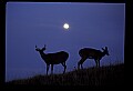 10065-00325-Whitetail Deer.jpg