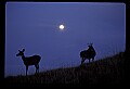 10065-00327-Whitetail Deer.jpg