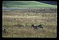 10065-00328-Whitetail Deer.jpg