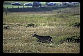 10065-00330-Whitetail Deer.jpg