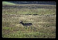 10065-00331-Whitetail Deer.jpg