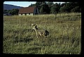 10065-00332-Whitetail Deer.jpg