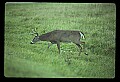 10065-00333-Whitetail Deer.jpg