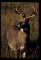 10065-00334-Whitetail Deer.jpg