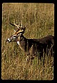 10065-00335-Whitetail Deer.jpg