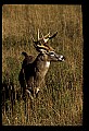 10065-00336-Whitetail Deer.jpg
