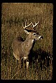 10065-00337-Whitetail Deer.jpg