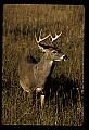 10065-00338-Whitetail Deer.jpg