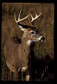 10065-00339-Whitetail Deer.jpg
